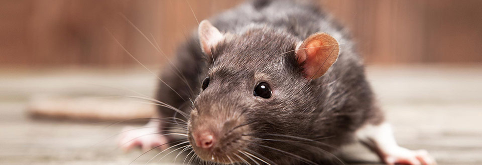Rat in search of food - a problem for many property owners